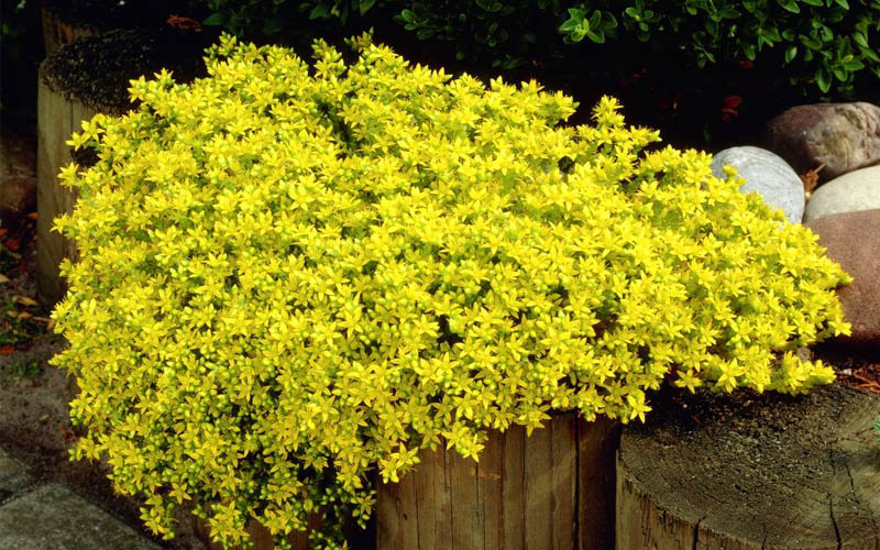  Gold Moss Sedum - 5 Pack Of Pint Pots