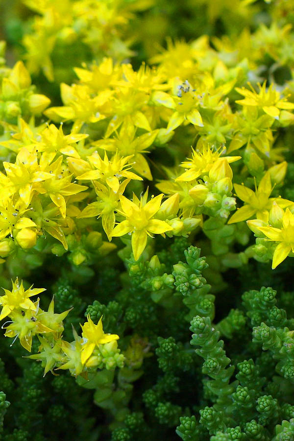  Gold Moss Sedum - 5 Pack Of Pint Pots