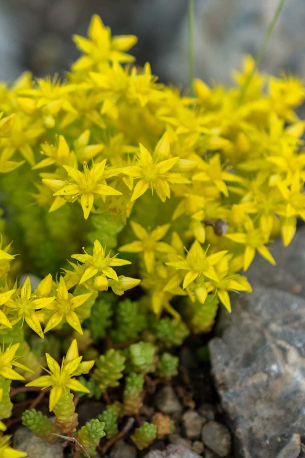  Gold Moss Sedum - 10 Pack Of 4" Pint Pots 
