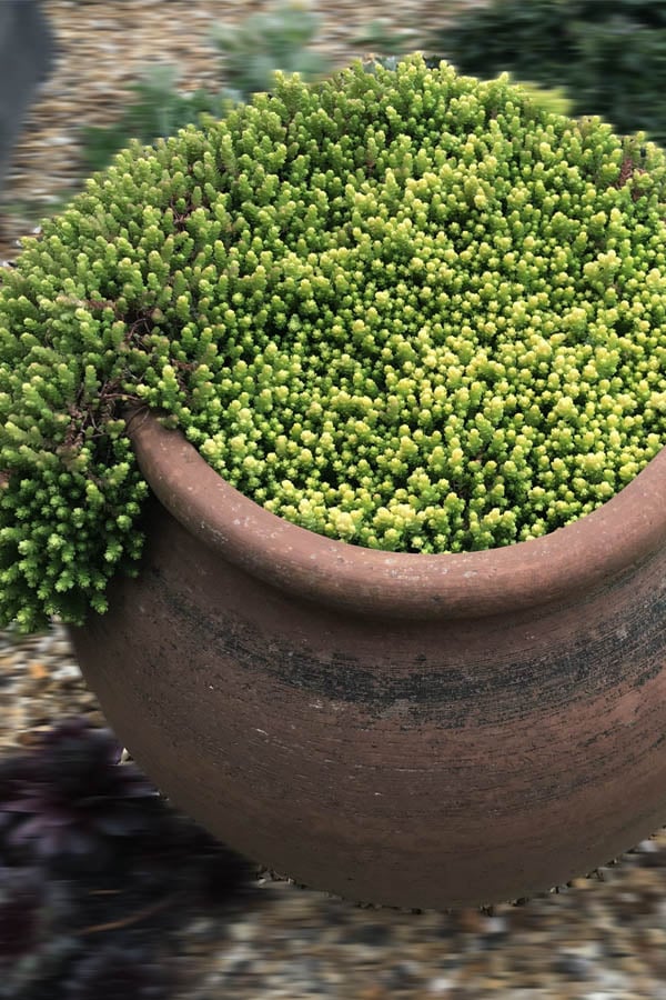  Gold Moss Sedum - 10 Pack Of 4" Pint Pots 