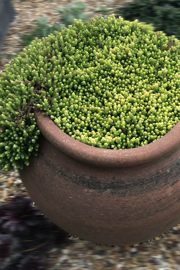  Gold Moss Sedum - 10 Pack Of 4" Pint Pots