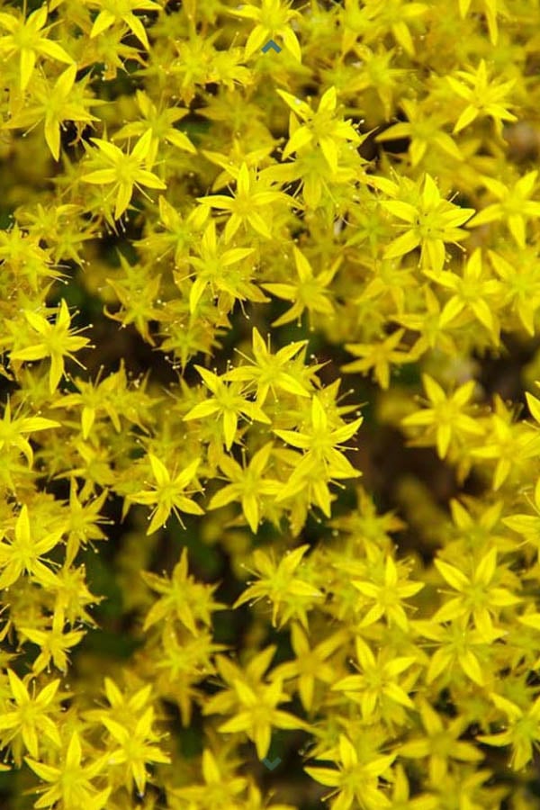  Gold Moss Sedum - 10 Pack Of 4" Pint Pots 
