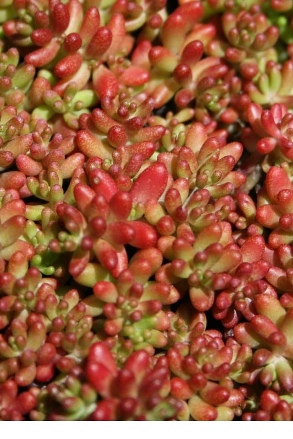  Coral Carpet Sedum Album - 10 Count Flat Of Quart Pots