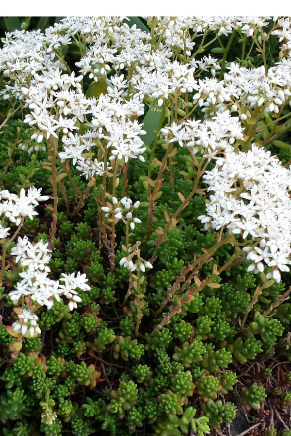  Coral Carpet Sedum Album - 10 Count Flat Of Quart Pots