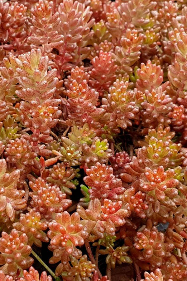 Coral Carpet Sedum Album - 10 Count Flat Of Quart Pots