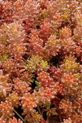  Coral Carpet Sedum Album - 10 Count Flat Of Quart Pots