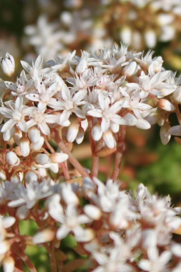  Coral Carpet Sedum Album - 10 Count Flat Of Quart Pots