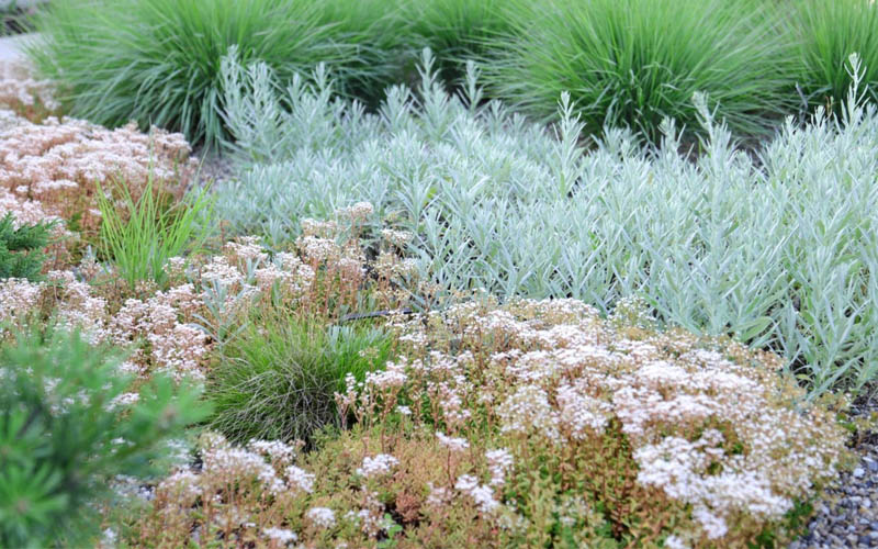  Coral Carpet Sedum Album - 10 Count Flat Of Quart Pots