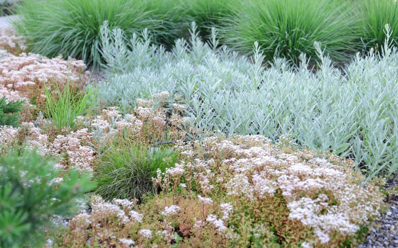  Coral Carpet Sedum Album - 10 Count Flat Of Quart Pots