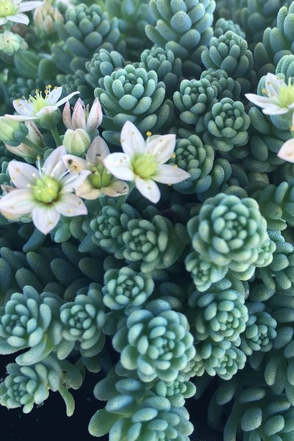  Blue Tears Sedum (Corsican Stonecrop) - 10 Pack Of Pint Pots