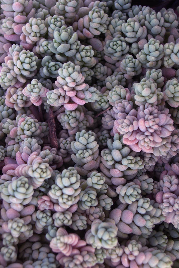  Blue Tears Sedum (Corsican Stonecrop) - 10 Pack Of Pint Pots