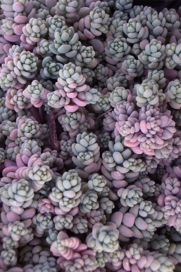  Blue Tears Sedum (Corsican Stonecrop) - 10 Pack Of Pint Pots