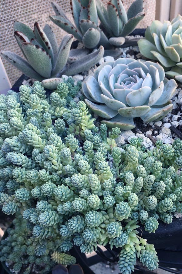  Blue Tears Sedum (Corsican Stonecrop) - 10 Pack Of Pint Pots