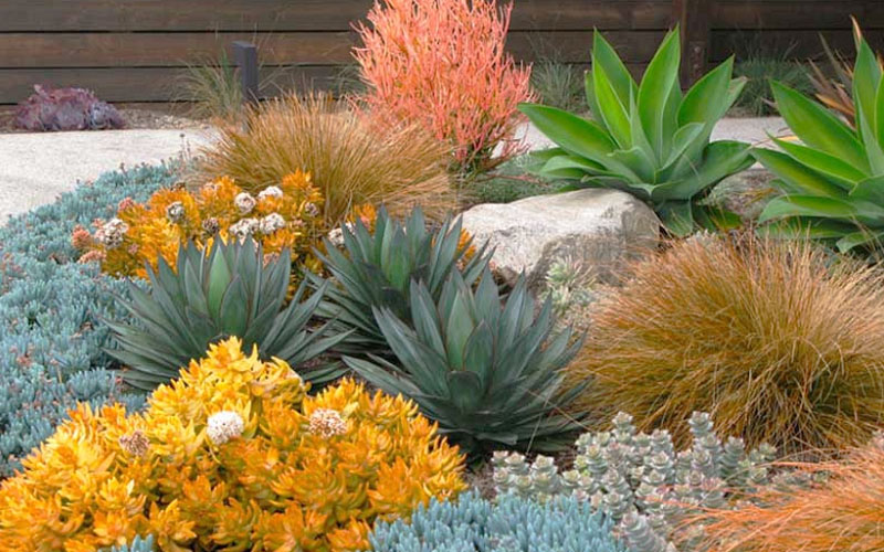  Angelina Sedum - 6 Pack Of 3.5" Pots
