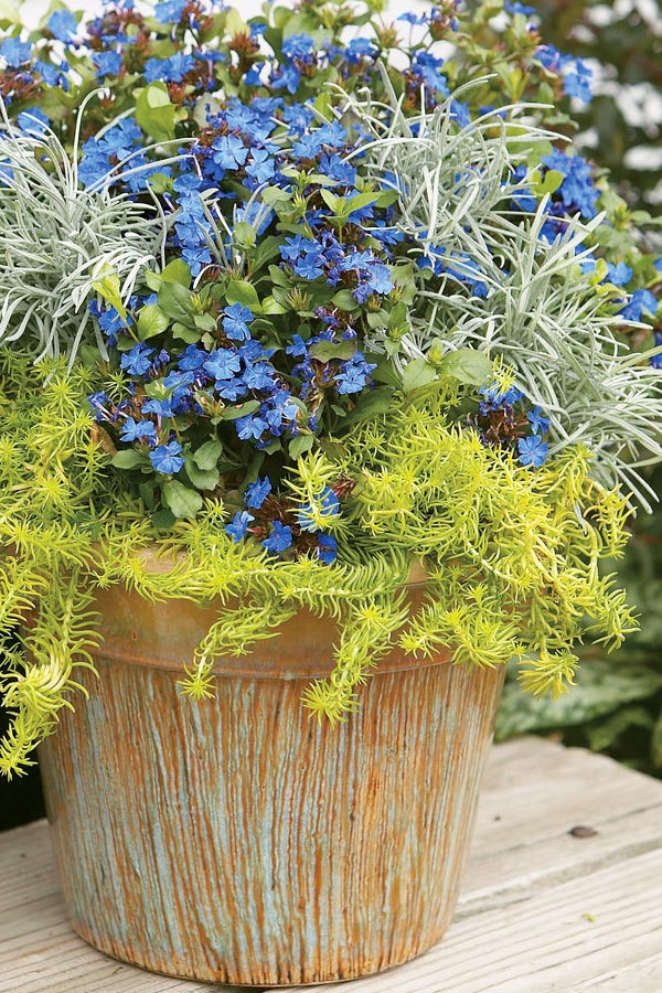  Angelina Sedum - 1 Gallon Pot