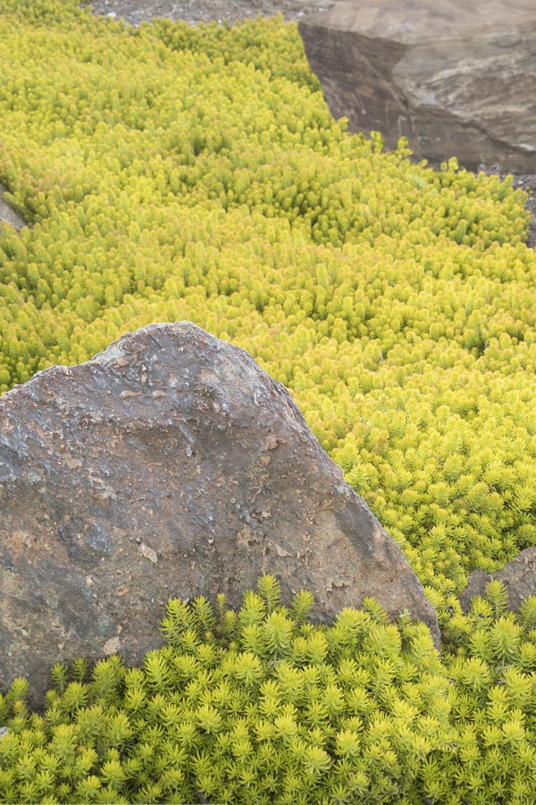  Angelina Sedum - 5 Pack Of 4" Pots