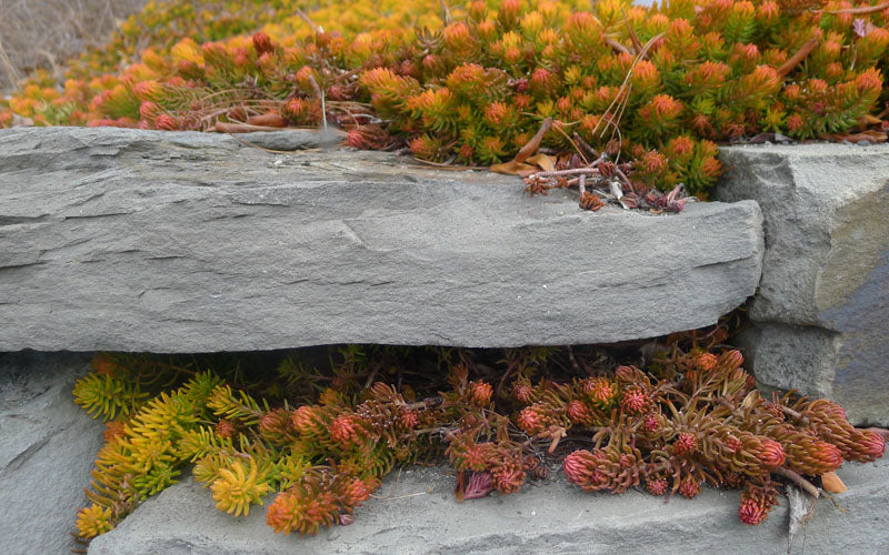  Angelina Sedum - 6 Pack Of 3.5" Pots