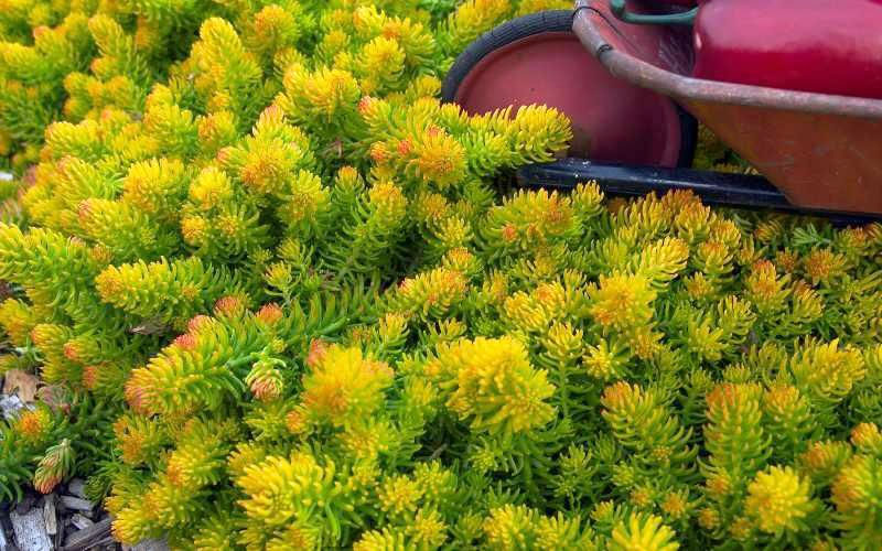  Angelina Sedum - 6 Pack Of 3.5" Pots