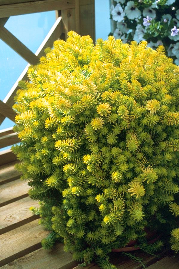  Angelina Sedum - 6 Pack Of 3.5" Pots