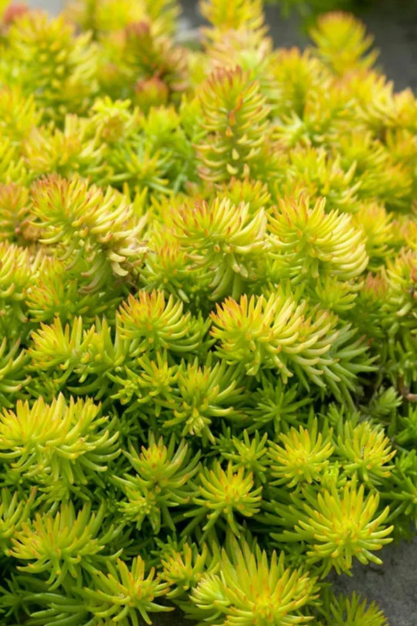  Angelina Sedum - 6 Pack Of 3.5" Pots