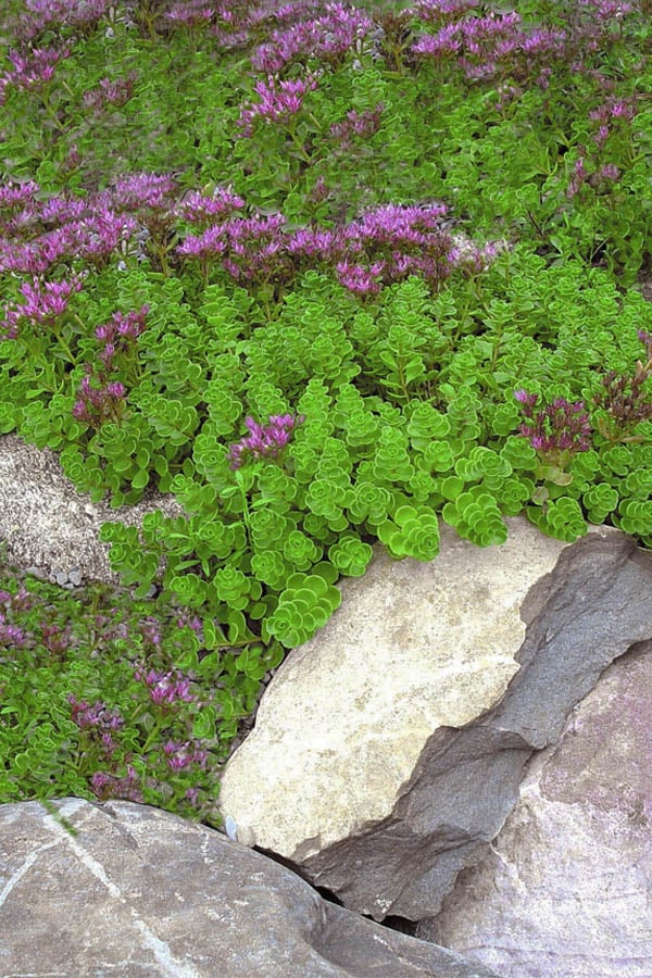  John Creech Sedum - 10 Count Flat Of 4" Pots