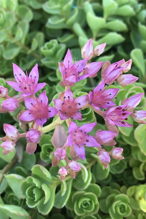  John Creech Sedum - 10 Count Flat Of 4" Pots