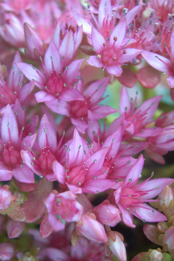  John Creech Sedum - 10 Count Flat Of 4" Pots