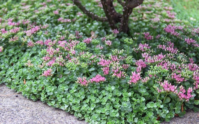  John Creech Sedum - 10 Count Flat Of 4" Pots