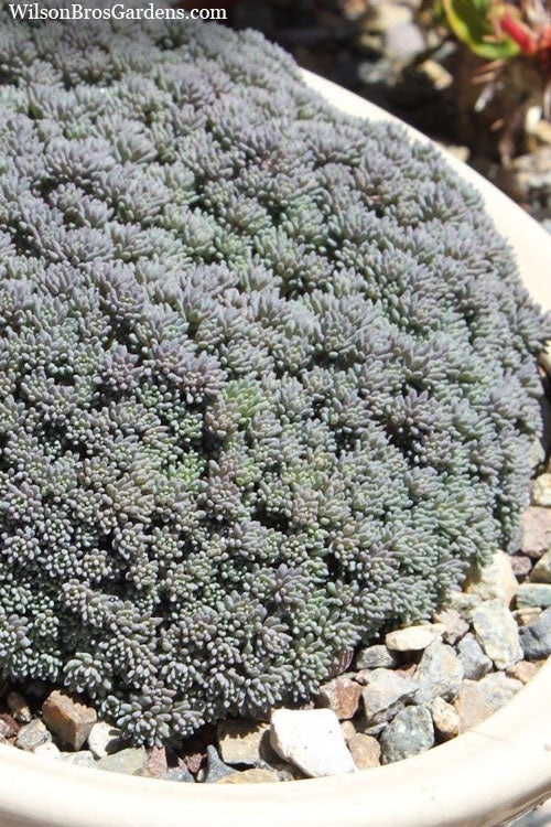  Tiny Buttons Sedum Hispanicum - 10 Pack Of Pint Pots