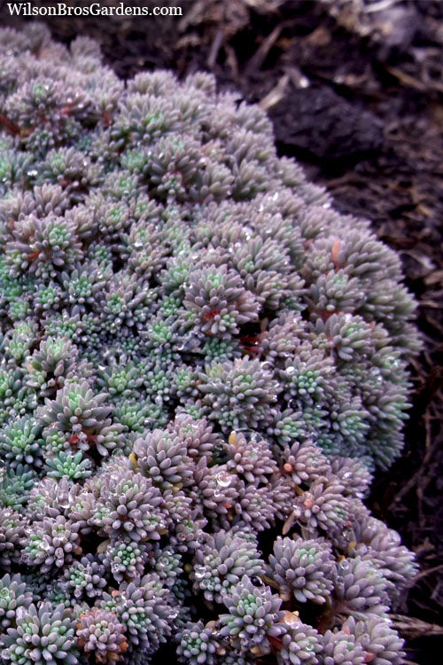  Tiny Buttons Sedum Hispanicum - 10 Pack Of Pint Pots