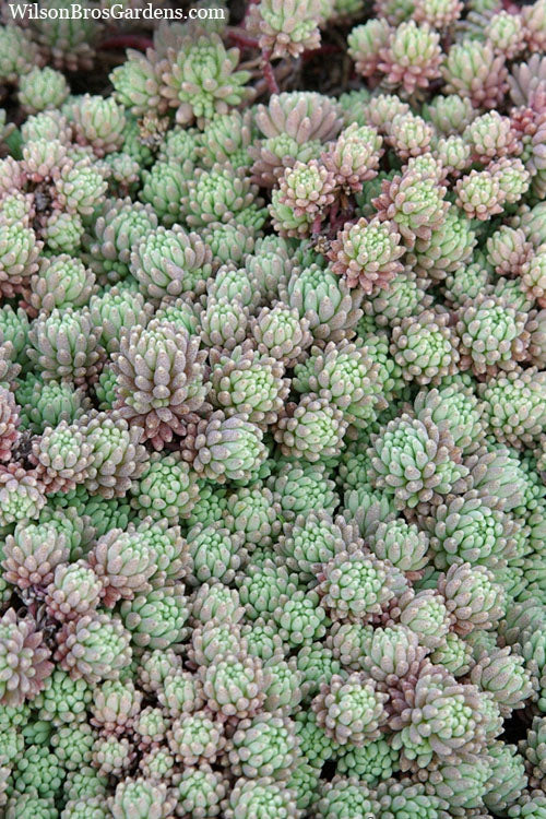  Tiny Buttons Sedum Hispanicum - 10 Pack Of Pint Pots