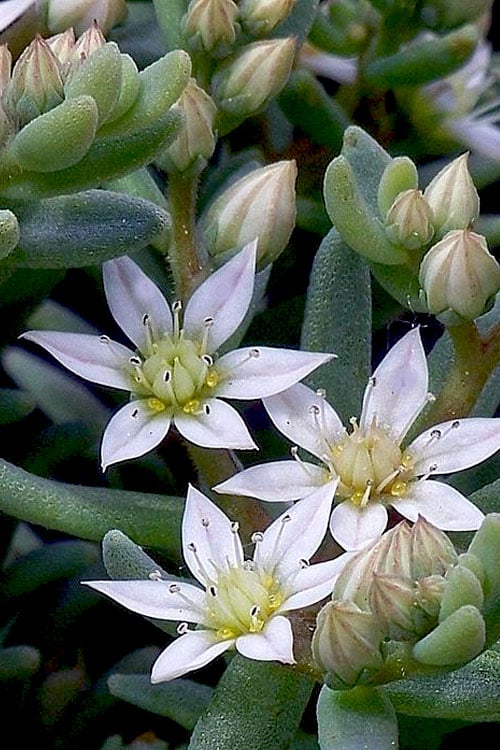  Tiny Buttons Sedum Hispanicum - 10 Pack Of Pint Pots