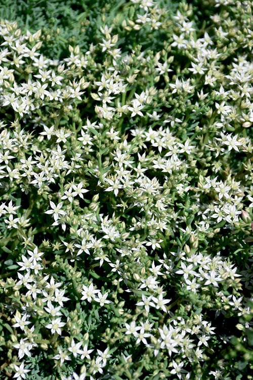  Tiny Buttons Sedum Hispanicum - 10 Pack Of Pint Pots