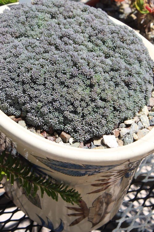  Tiny Buttons Sedum Hispanicum - 10 Pack Of Pint Pots