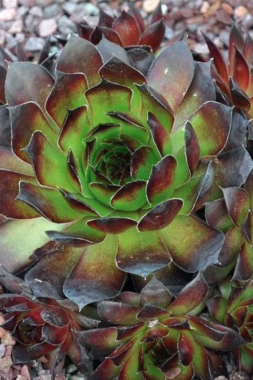  Black Hen And Chicks (Sempervivum) - 10 Pack Of Pint Pots
