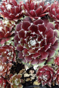  Jade Rose Hen And Chicks (Sempervivum) - 10 Pack Of Pint Pots