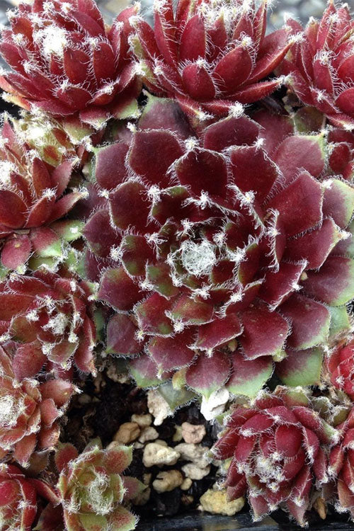  Jade Rose Hen And Chicks (Sempervivum) - 10 Pack Of Pint Pots