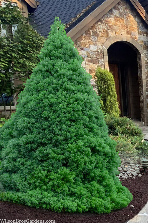  Von Martin Dwarf Giant Redwood Tree - 1 Gallon Pot