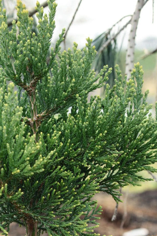  Von Martin Dwarf Giant Redwood Tree - 1 Gallon Pot