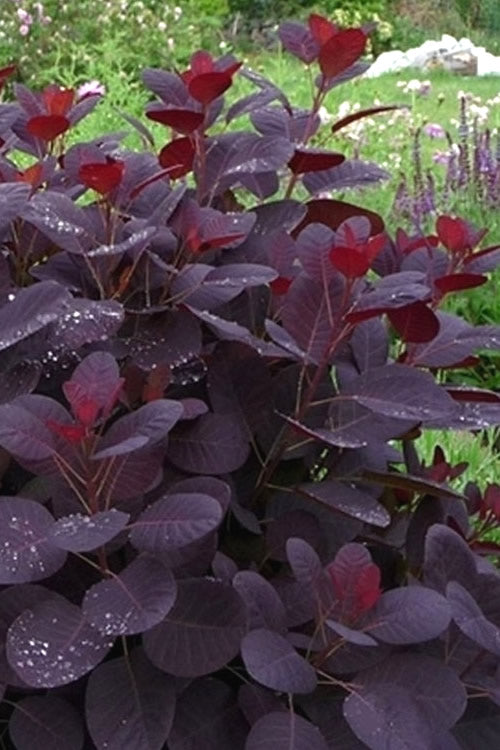  Royal Purple Smoke Tree (Smokebush) - Cotinus Coggygria - 1 Gallon Pot