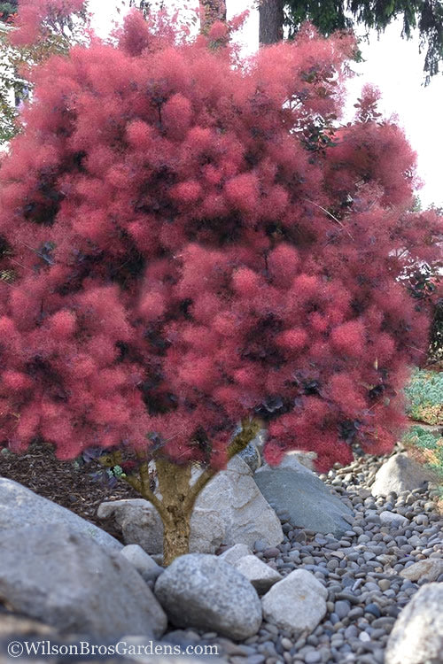 Royal Purple Smoke Tree (Smokebush) - 7 Gallon Pot