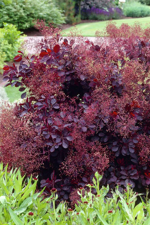  Royal Purple Smoke Tree (Smokebush) - Cotinus Coggygria - 2 Gallon Pot