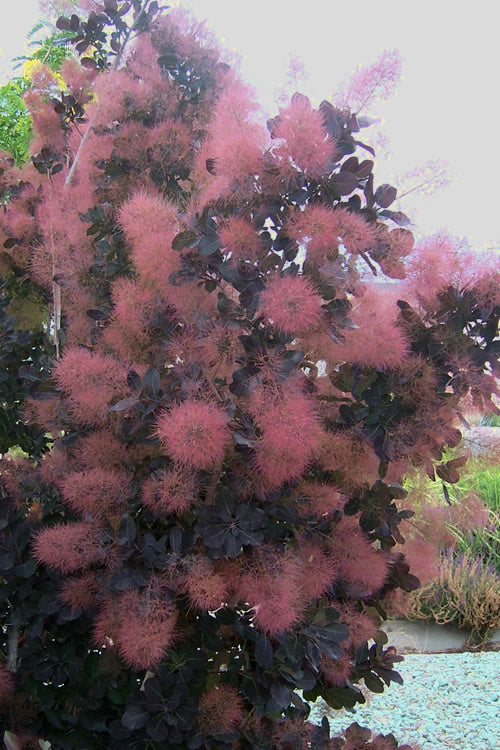  Royal Purple Smoke Tree (Smokebush) - Cotinus Coggygria - 3 Gallon Pot