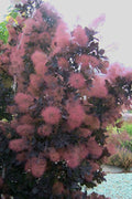 Royal Purple Smoke Tree (Smokebush) - 7 Gallon Pot