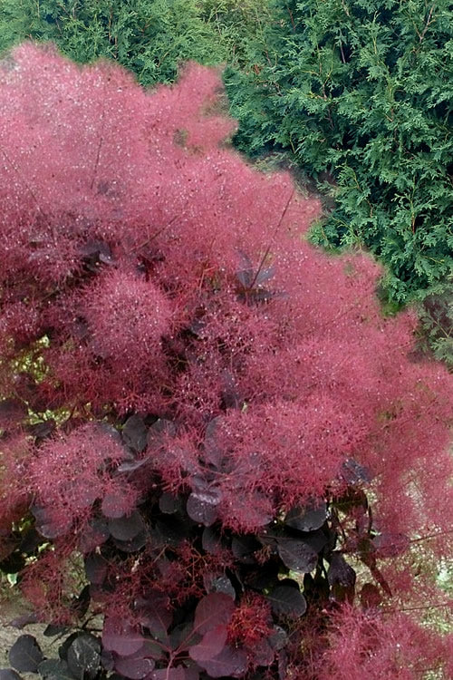  Royal Purple Smoke Tree (Smokebush) - 7 Gallon Pot
