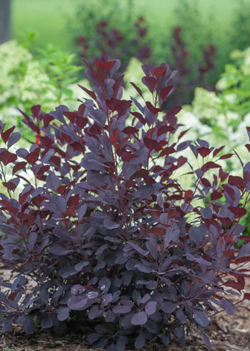  Winecraft Black Smokebush (Cotinus Coggygria) - 3 Gallon Pot