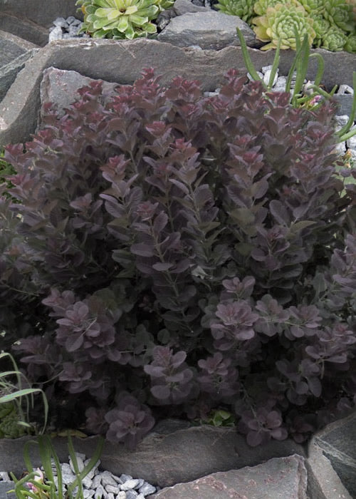  Winecraft Black Smokebush - Cotinus Coggygria - 5 Gallon Pot