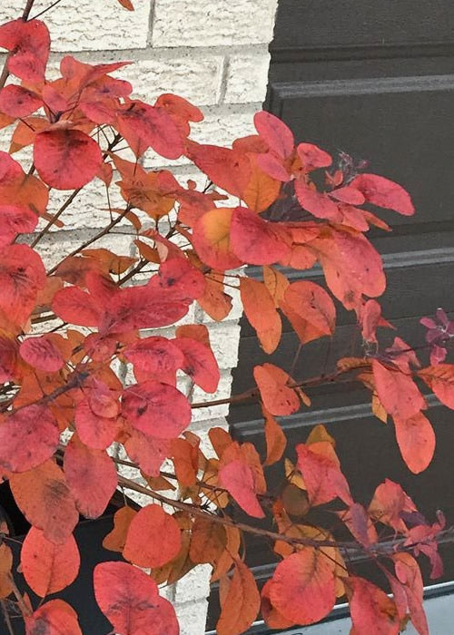  Winecraft Black Smokebush (Cotinus Coggygria) - 3 Gallon Pot
