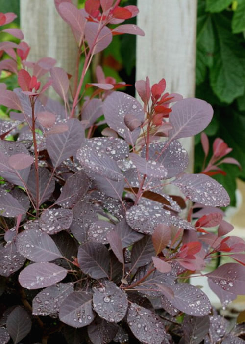  Winecraft Black Smokebush - Cotinus Coggygria - 5 Gallon Pot
