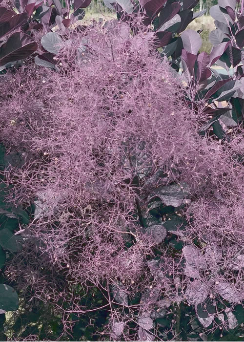  Winecraft Black Smokebush (Cotinus Coggygria) - 3 Gallon Pot